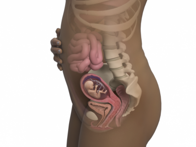 15-weeks-pregnant_4x3.png.pagespeed.ce.WVRLBE6_Gi.png