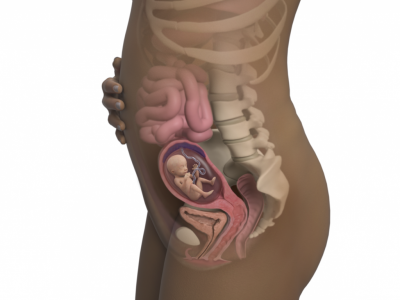 17-weeks-pregnant_4x3.png.pagespeed.ce.AR7Vw9088g.png