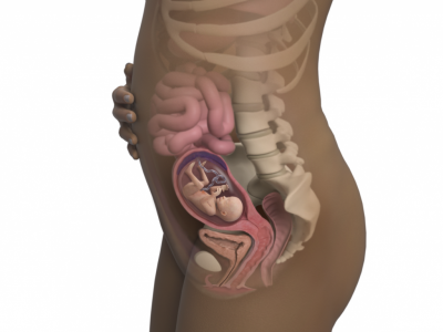 18-weeks-pregnant_4x3.png.pagespeed.ce.D5SQ9-BvaU.png
