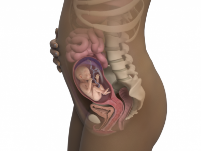 22-weeks-pregnant_4x3.png.pagespeed.ce.8VhDDUVWCN.png