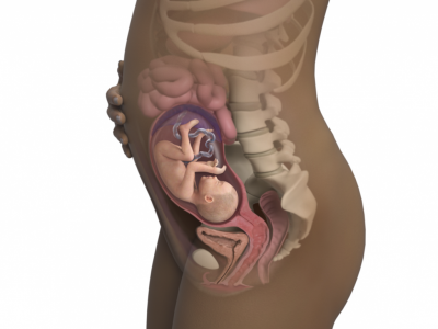 25-weeks-pregnant_4x3.png.pagespeed.ce.-OU6dTliMx.png