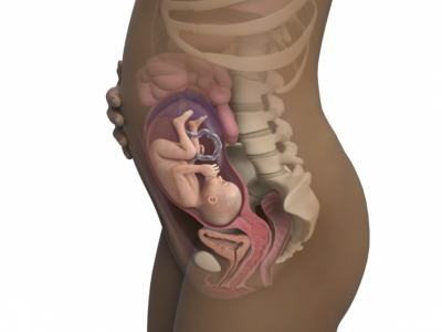 27-weeks-pregnant_4x3.png.pagespeed.ce.lsWqx7PmHu.png