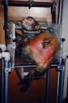 $singe-vivisection32.jpg