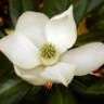 magnolia.grandiflora