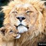 lion mother