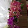Orkide_sever