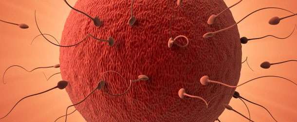 ovum-sperm-penetration-conception.jpg