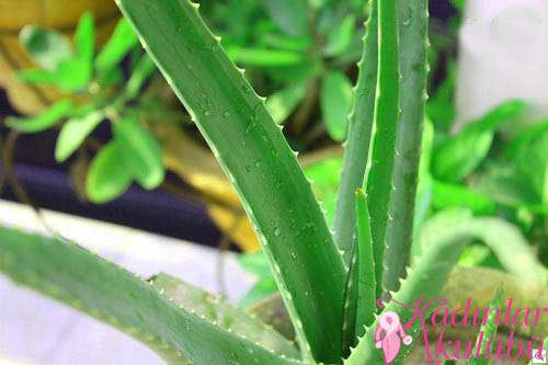 aloe_vera_ile_sac_ve_cilt_maskesi_1