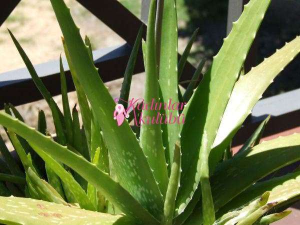Aloe vera jeli hemoroid doğal tedavi yöntemleri