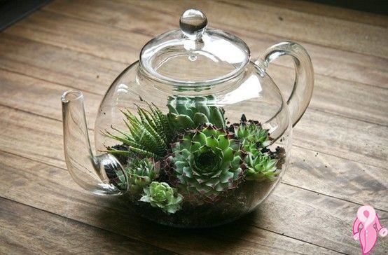 caydanlik_terrarium