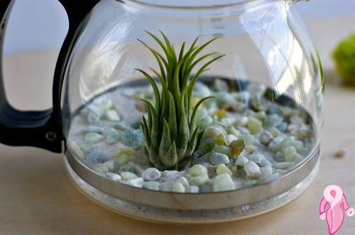 terrarium_yapilisi