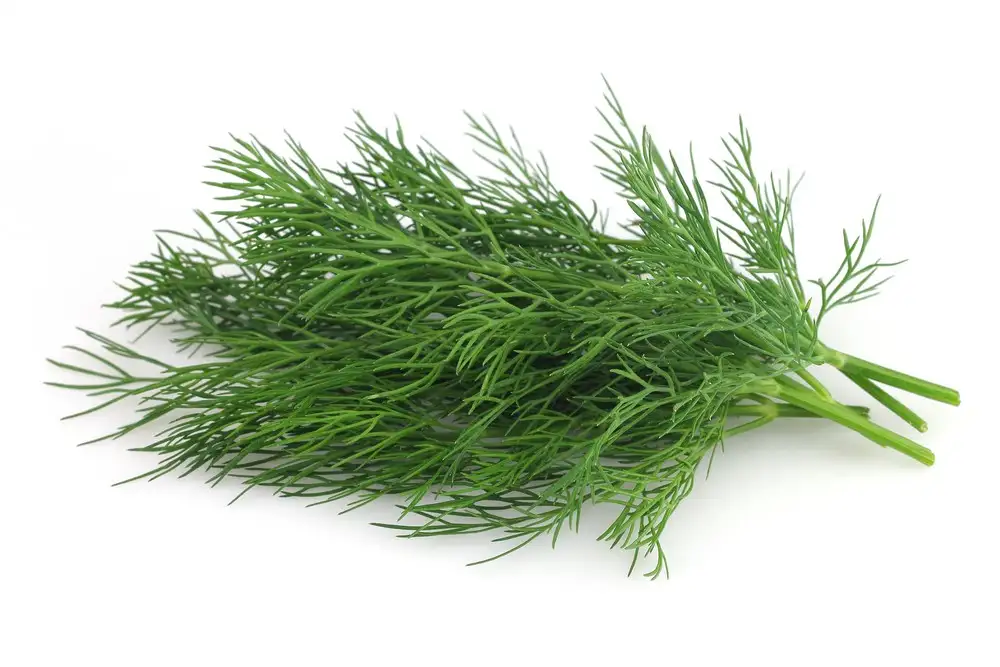 dereotu_cayi_tarifi__dereotu_adet_sokucu_cay_faydalari.webp
