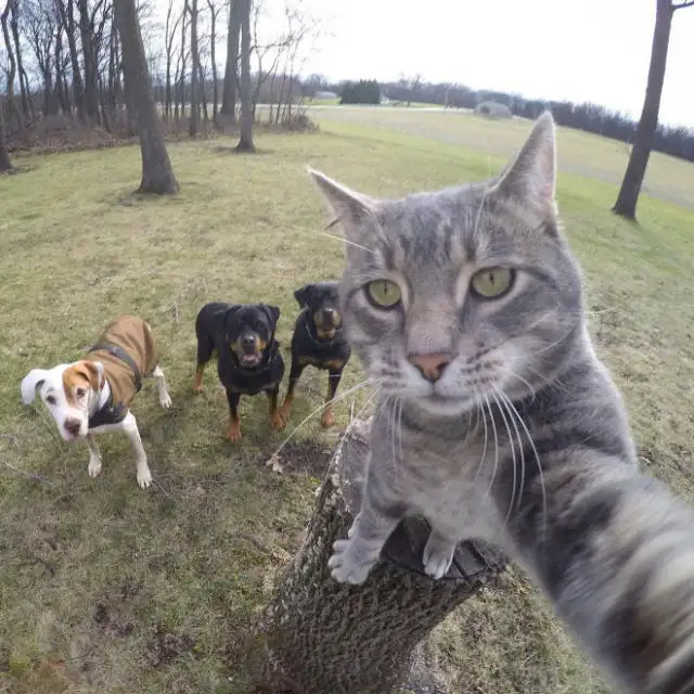 gallery-1453110100-selfie-stump.webp