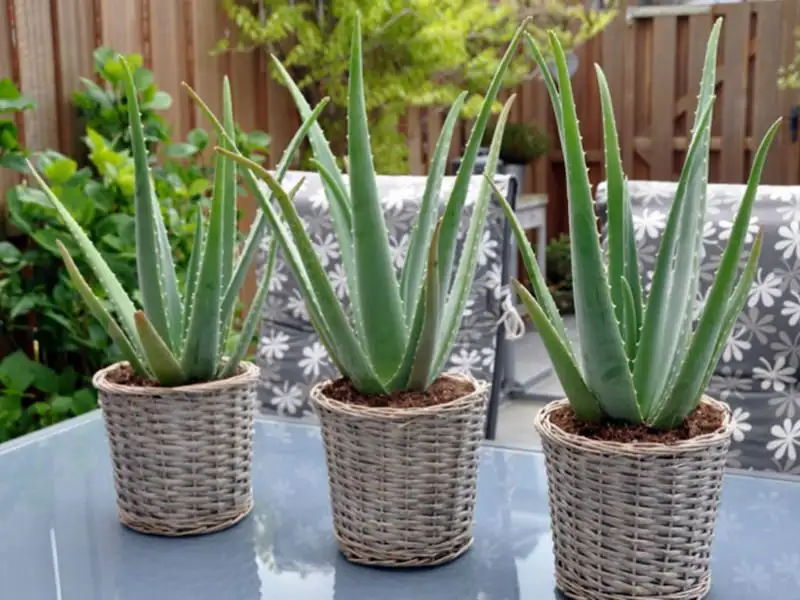 aloe_saksi_dekorasyon_ev.webp