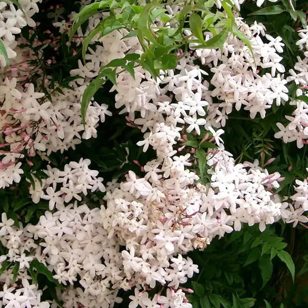 guzel_bir_uyku_icin_yasemin_cicegi.webp