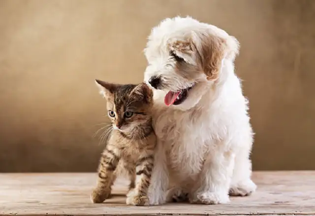 kedi_kopek_tuylerinden_kurtulmak_icin.webp
