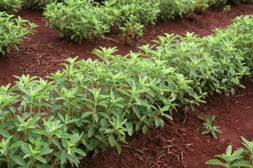 Seker_Otu_Stevia_Bitkisi_Sigara_Birakma.webp