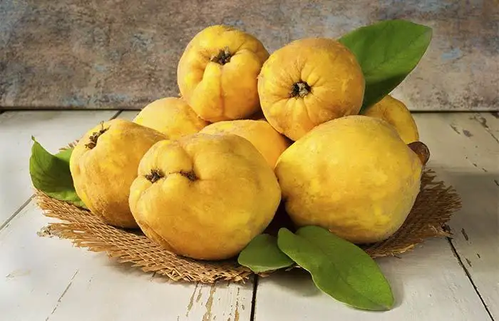 ayva_yapragi_cayi_neye_iyi_gelir_faydalari_zararlari_taze.webp