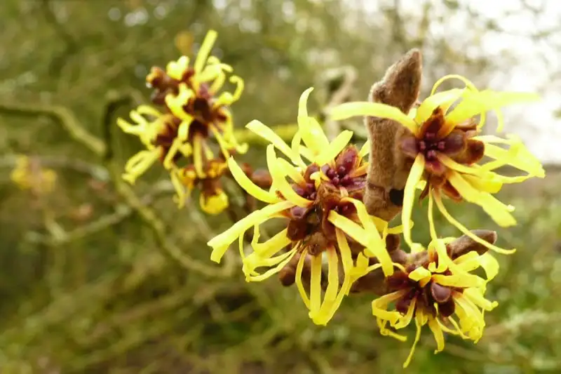 Hamamelis_yagi_faydalari.webp