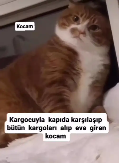 0 kedy (2).jpg