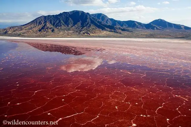 0003 - Crystalised soda and algae bloom on Lake Natron _aerial shot__ Kenya.webp