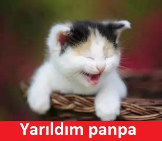 02_d.webp