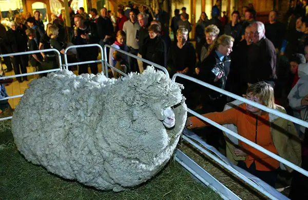 06f28-sheep-2.webp