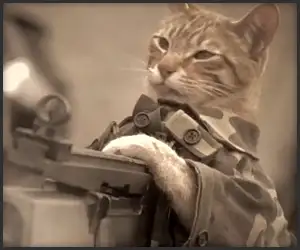 071211_medal_of_honor_cat_t.webp