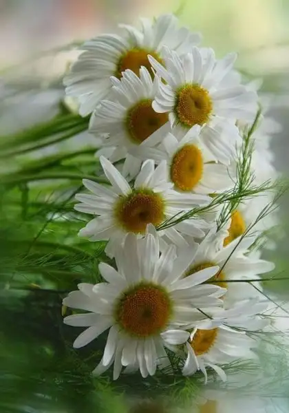 08473fcd6a70e09b2cdab7ff6eaba721.webp