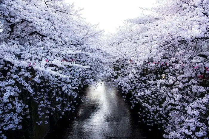 0b0771a2b9d74e818d6a1ba53d2fe256.jpg.700x0_q85_autocrop_crop-smart_upscale.webp
