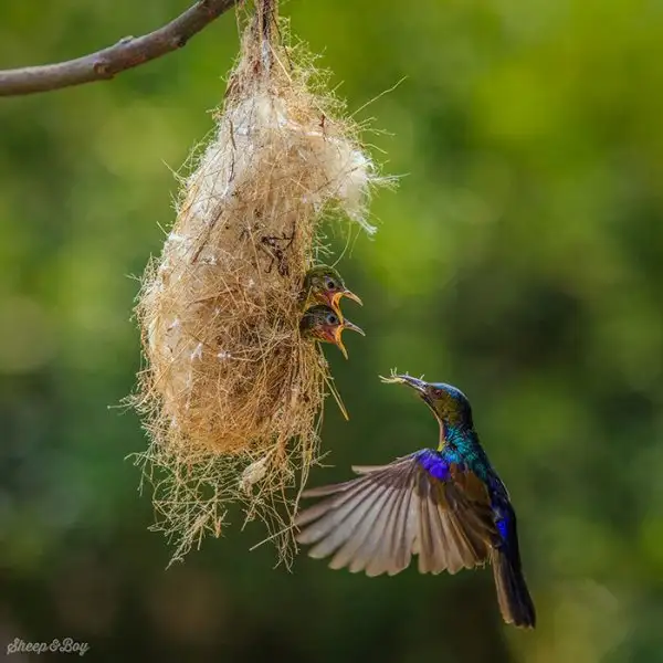 0c003acad67447a1a53243215f157603.jpg.700x0_q85_autocrop_crop-smart_upscale.webp