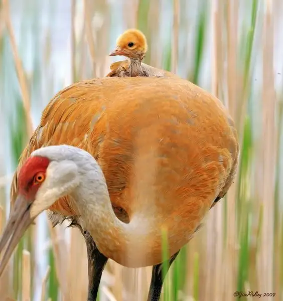 0e9cf34342b147c3a605f140a380464b.jpg.700x0_q85_autocrop_crop-smart_upscale.webp