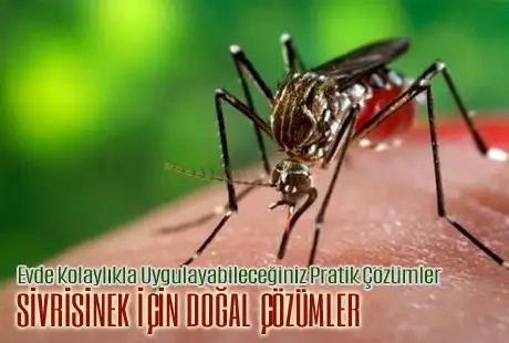 1._07.15.2012_sivrisinek_icin_dogal_cozumler.webp