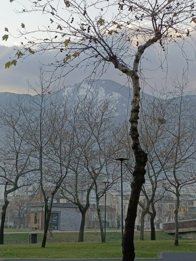 1000040878.webp