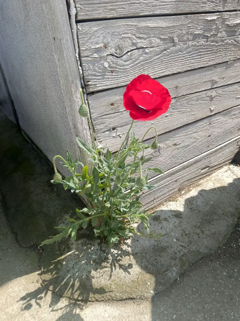 1000057982.webp