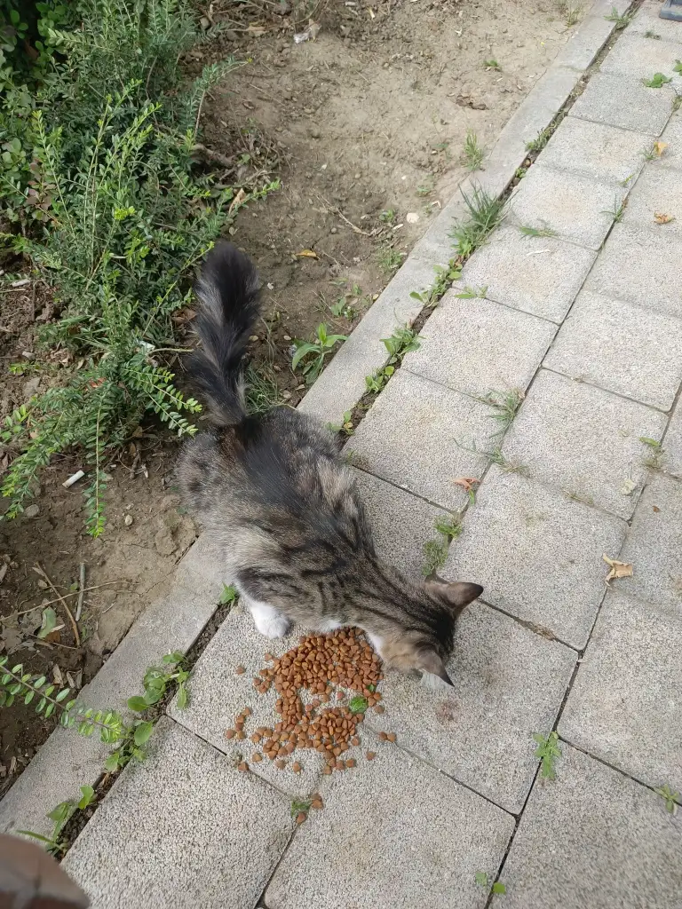 1000062204.webp