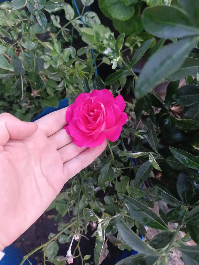 1000066122.webp