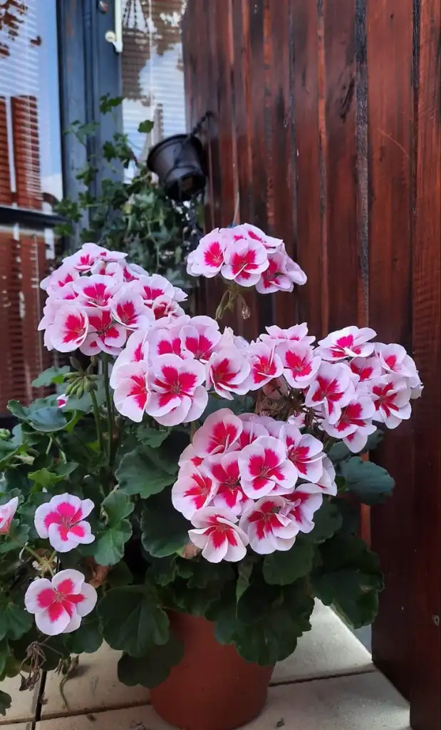 1000068310.webp