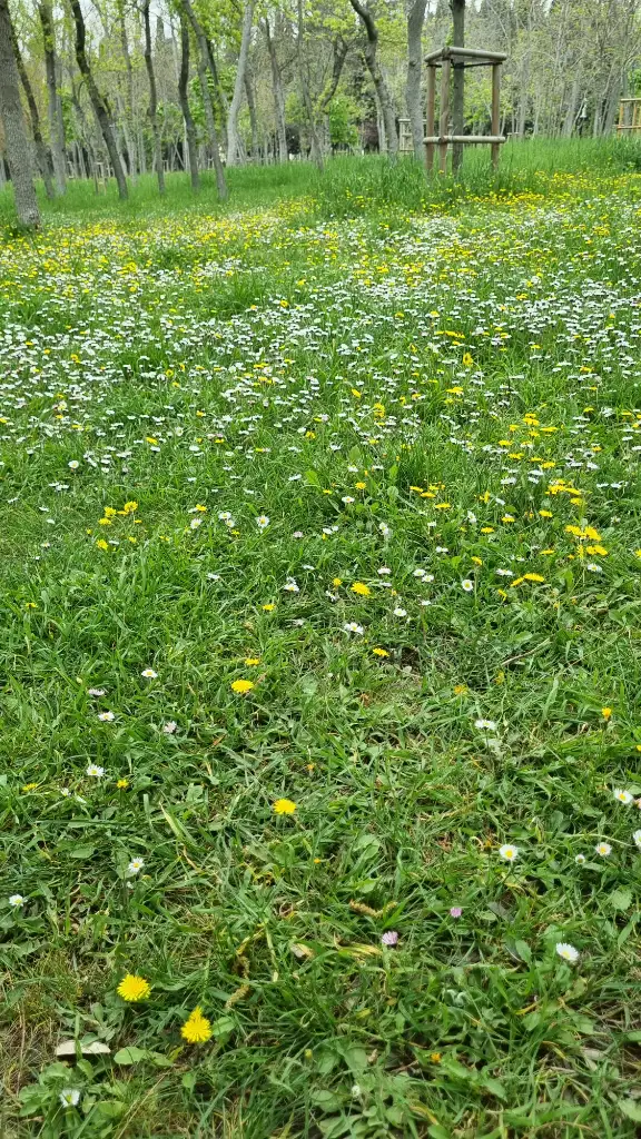 1000068706.webp