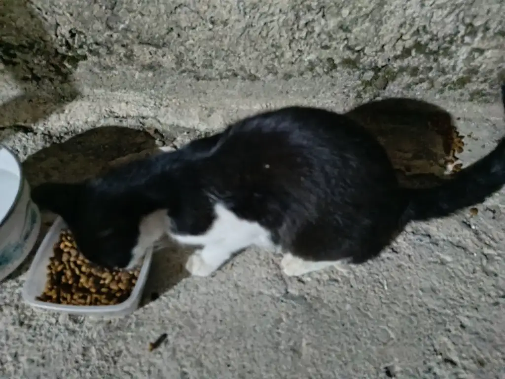 1000070027.webp