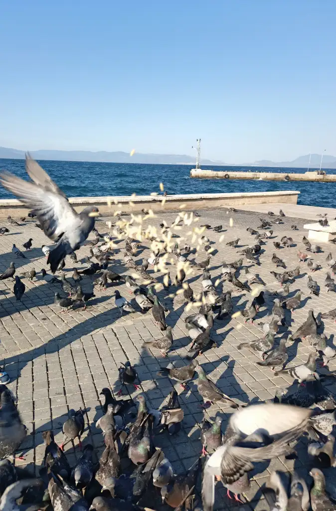 1000070166.webp