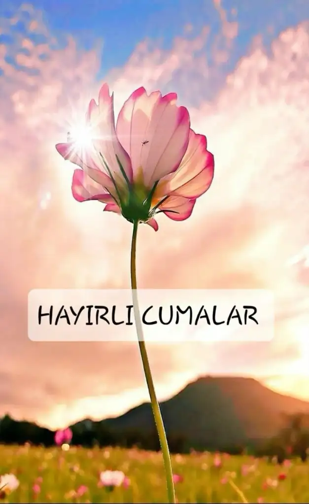 1000070511.webp