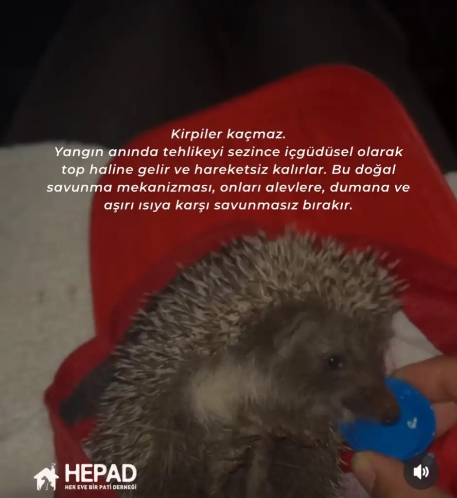 1000072462.webp