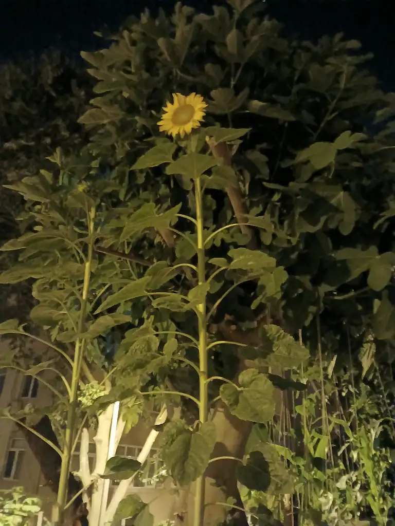 1000090333.webp