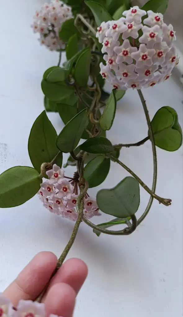 1000092859.webp