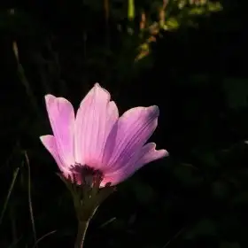 1010468-pembe-lale.webp