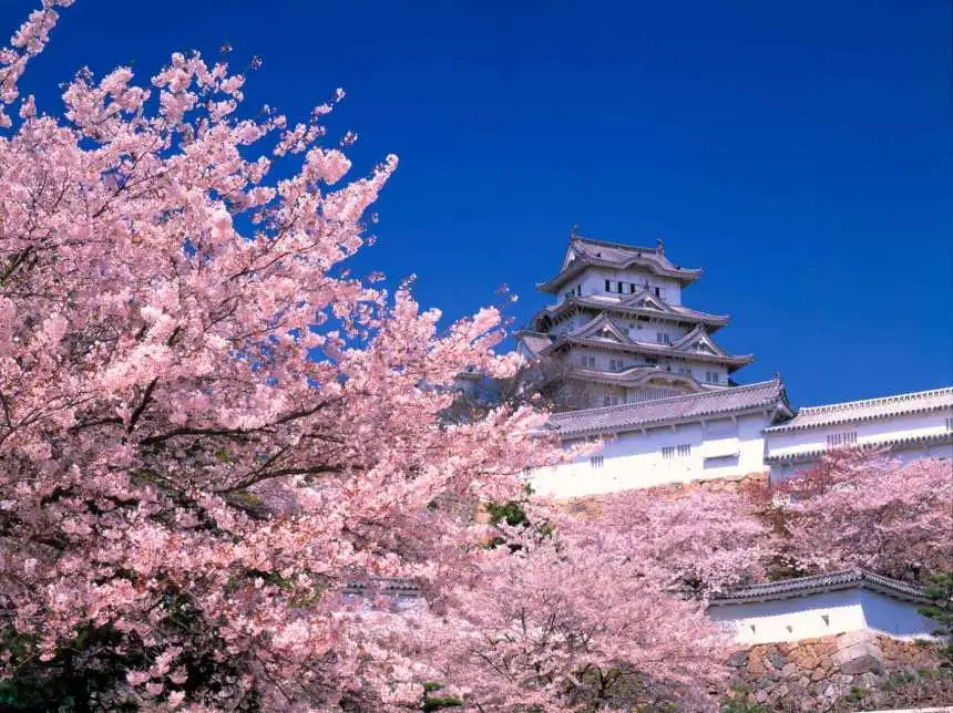102.webp