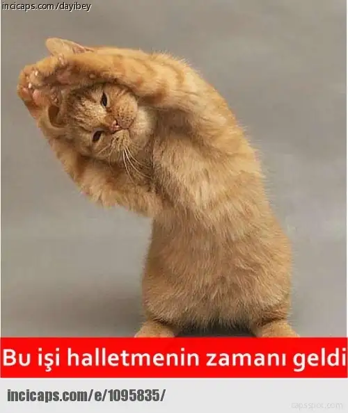 1095835.webp