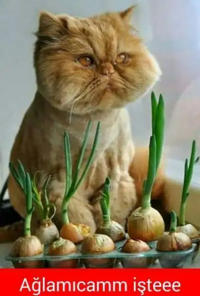 11 11 2015 - 1 (1).webp