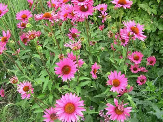 11.webp